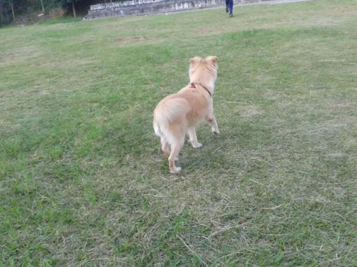 Cachorro ra a NDF idade 2 anos nome Clarinha