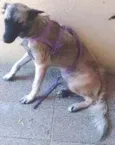 Pigui