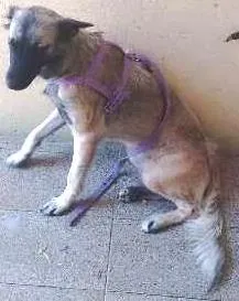 Cachorro raça Vira lata X pastor alemão idade 1 ano nome Pigui