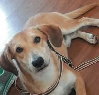 Cachorro ra a SRD idade 2 anos nome TECO