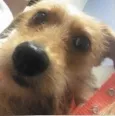 TICO