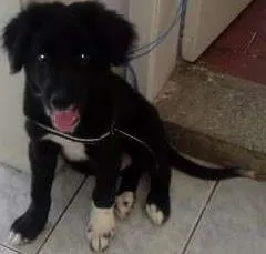 Cachorro raça Mestiço idade 2 a 6 meses nome Lyon
