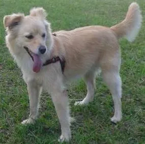 Cachorro raça NDF idade 2 anos nome Clarinha