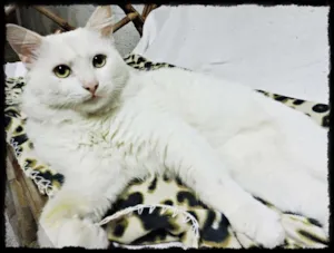 Gato raça Angorá idade 2 anos nome Snow