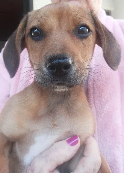 Cachorro ra a  idade Abaixo de 2 meses nome Sem nome