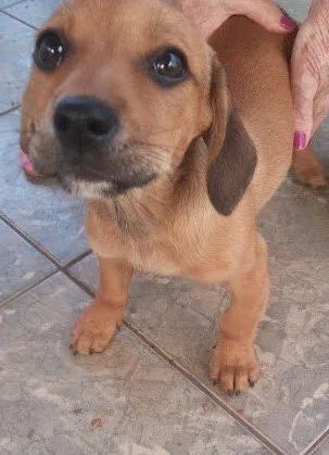 Cachorro ra a  idade Abaixo de 2 meses nome Sem nome