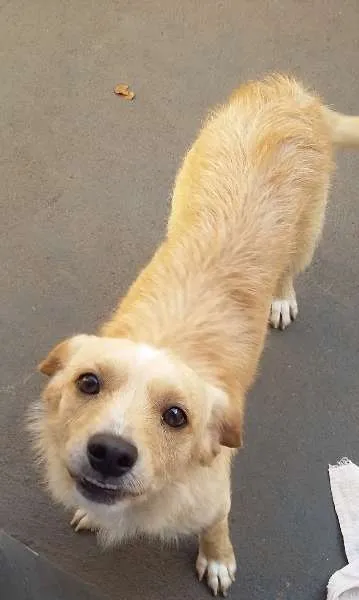 Cachorro ra a Vira lata idade 7 a 11 meses nome Max