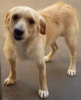 Cachorro ra a Vira lata idade 7 a 11 meses nome Max