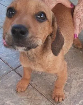 Cachorro ra a  idade Abaixo de 2 meses nome Sem nome