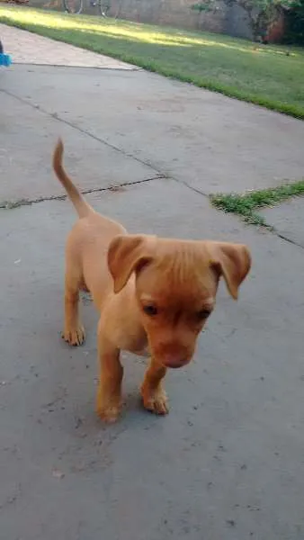 Cachorro ra a VIRA LATA idade 2 a 6 meses nome PENLOPE CHARMOSA