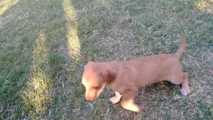 Cachorro ra a VIRA LATA idade 2 a 6 meses nome PENLOPE CHARMOSA