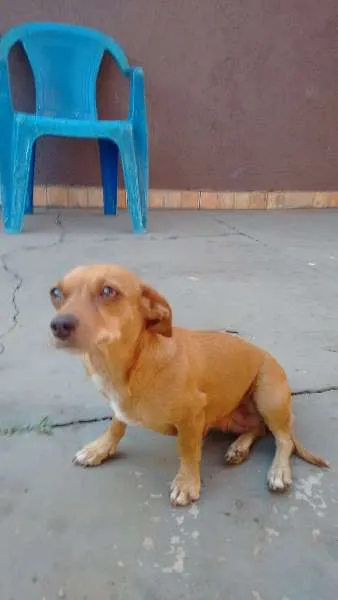 Cachorro ra a VIRA LATA idade 2 a 6 meses nome PENLOPE CHARMOSA