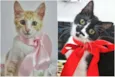 Lindos gatinhos