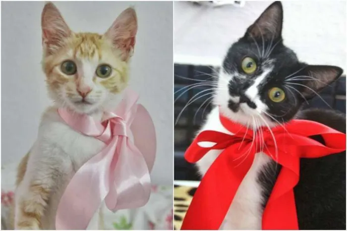 Gato raça Dv idade  nome Lindos gatinhos