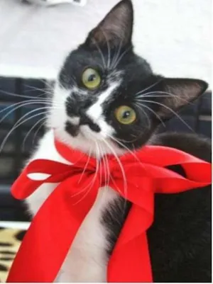 Gato raça Dv idade  nome Lindos gatinhos