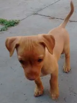 Cachorro ra a VIRA LATA idade 2 a 6 meses nome PENLOPE CHARMOSA