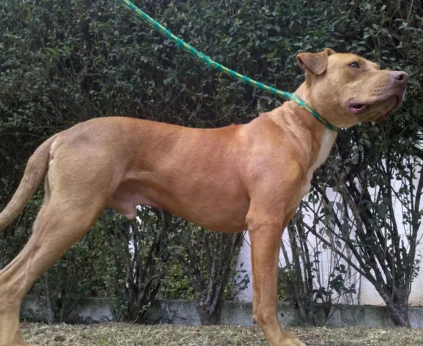 Cachorro ra a Pit-Bull idade 3 anos nome Ringo