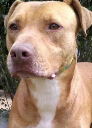 Cachorro raça Pit-Bull idade 3 anos nome Ringo