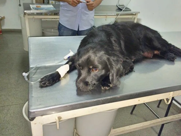 Cachorro ra a Srd  idade  nome Amora