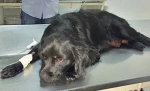 Cachorro raça Srd  idade  nome Amora