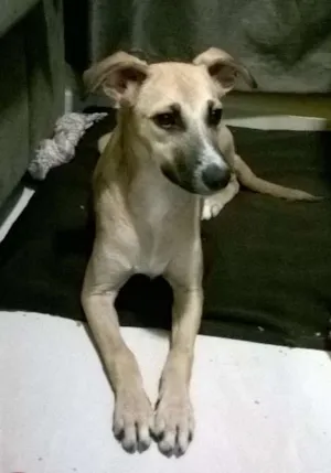 Cachorro raça SRD idade 2 a 6 meses nome Layla