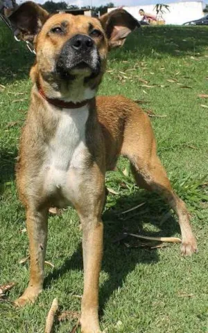 Cachorro raça SRD idade 4 anos nome Edmundo