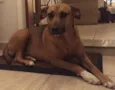 Nina