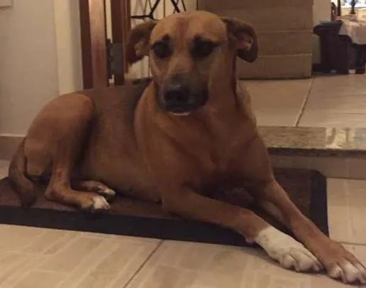 Cachorro ra a viralata idade 5 anos nome Nina
