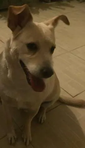Cachorro ra a Viralata idade 4 anos nome Gustavo