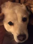 Gustavo