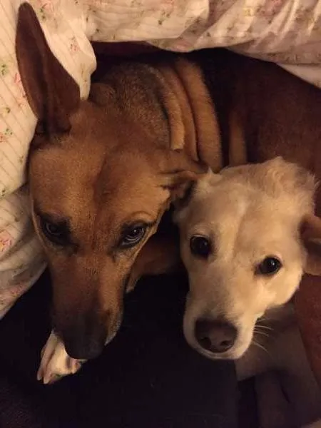 Cachorro ra a viralata idade 5 anos nome Nina