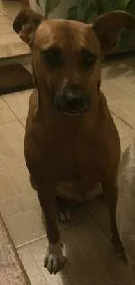 Cachorro ra a viralata idade 5 anos nome Nina