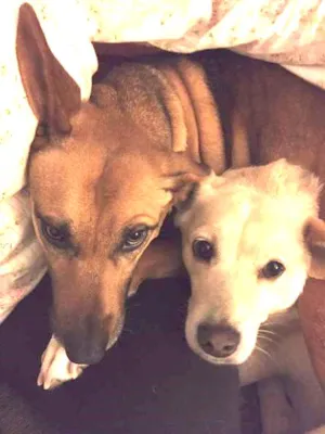 Cachorro raça viralata idade 5 anos nome Nina