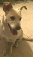 Gustavo