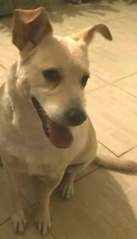 Cachorro ra a Viralata idade 4 anos nome Gustavo