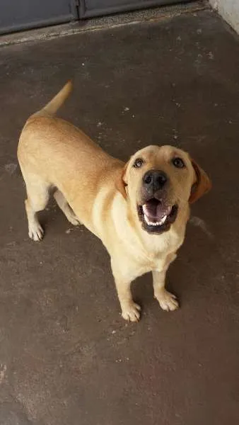 Cachorro ra a Labrador idade 1 ano nome Rico