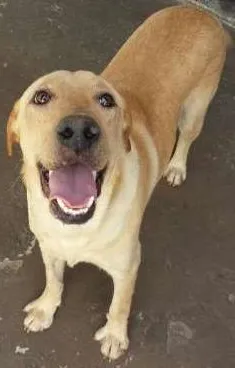 Cachorro raça Labrador idade 1 ano nome Rico