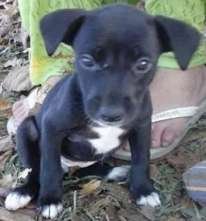 Cachorro raça  idade 2 a 6 meses nome Sara/Snorkel