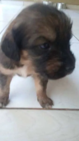 Cachorro ra a SRD idade 2 a 6 meses nome bebes amora