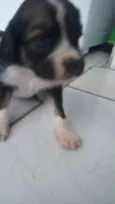 bebes amora