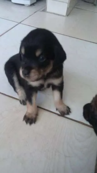 Cachorro ra a SRD idade 2 a 6 meses nome bebes amora