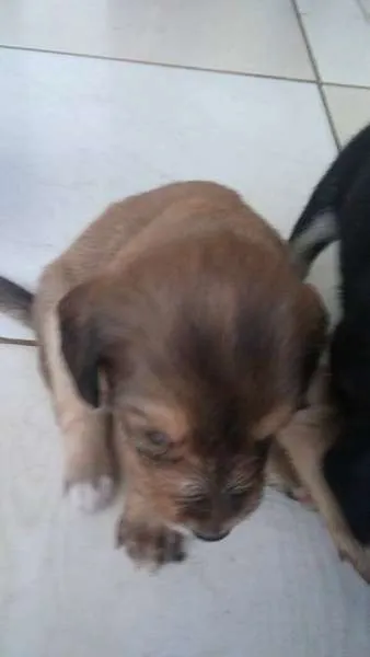 Cachorro ra a SRD idade 2 a 6 meses nome bebes amora