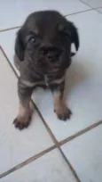 bebes amora