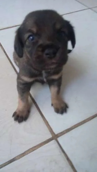 Cachorro ra a SRD idade 2 a 6 meses nome bebes amora