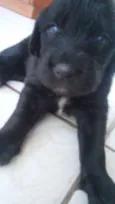 bebes amora