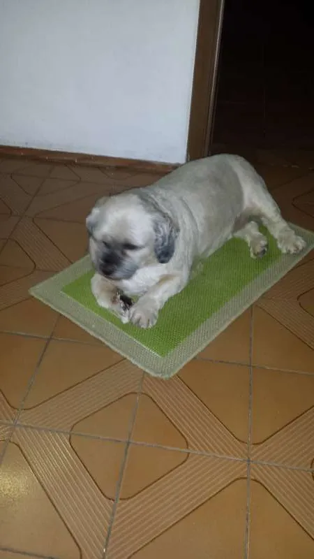 Cachorro ra a Liasa apso idade 3 anos nome Spike
