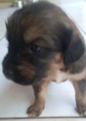 Cachorro raça SRD idade 2 a 6 meses nome bebes amora