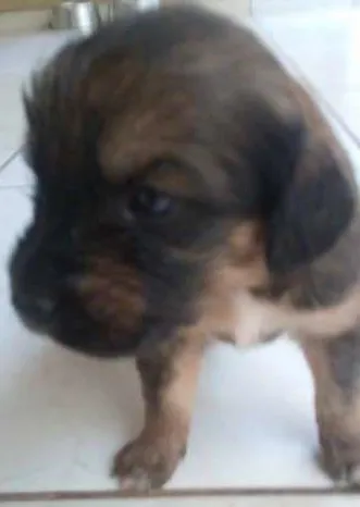 Cachorro ra a SRD idade 2 a 6 meses nome bebes amora