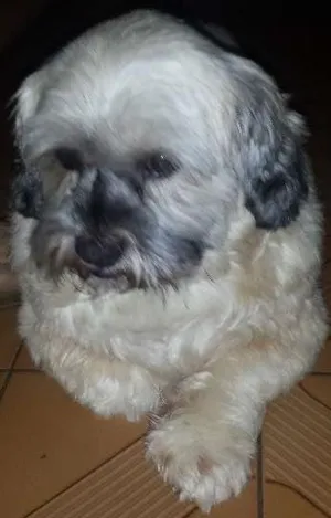 Cachorro raça Liasa apso idade 3 anos nome Spike