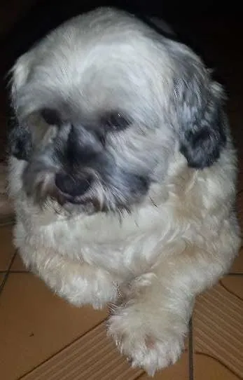 Cachorro ra a Liasa apso idade 3 anos nome Spike